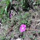 Image of Geranium potentillifolium DC.