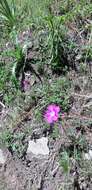 Image of Geranium potentillifolium DC.