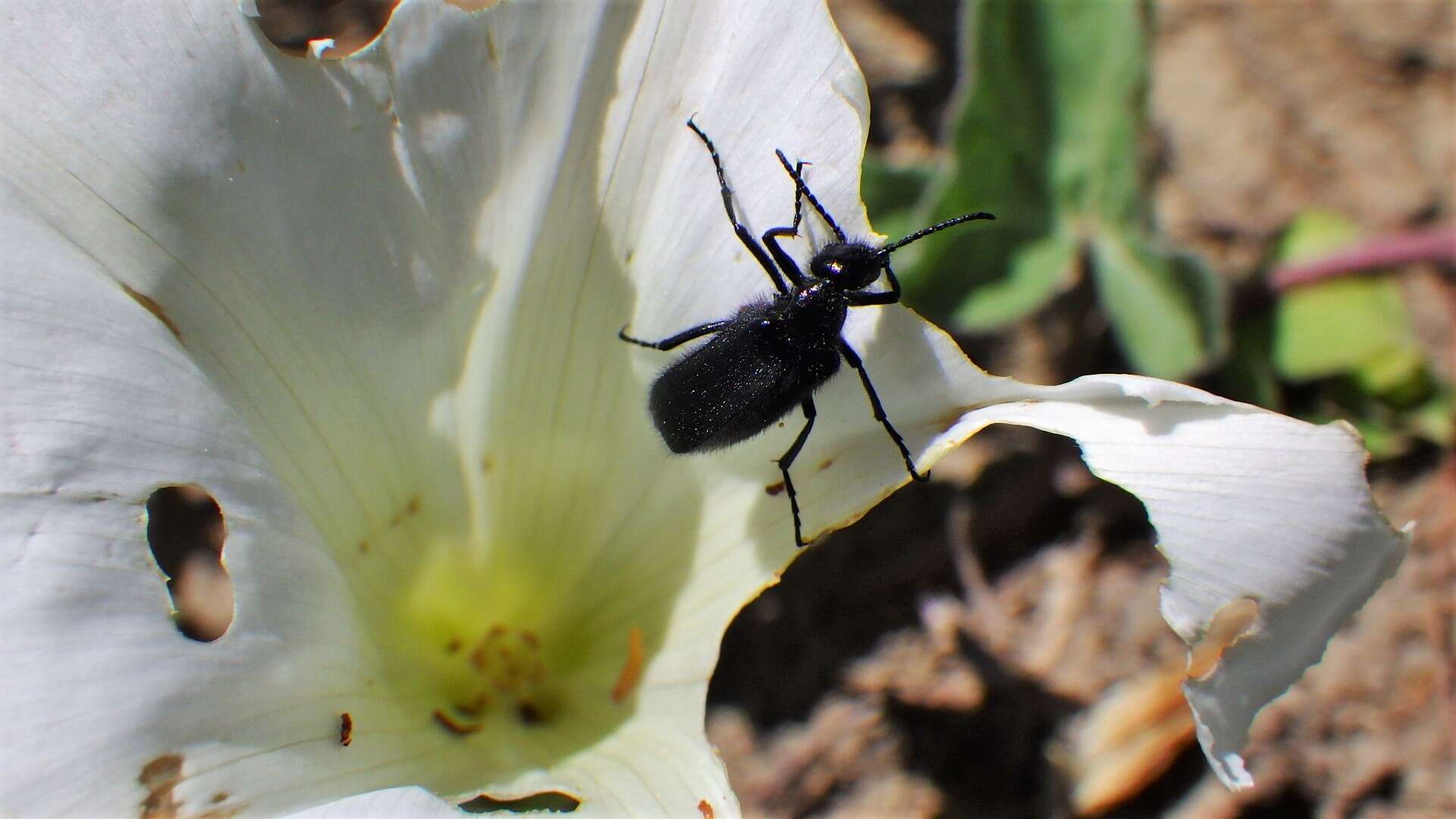 Image of Punctate Blister Beetle