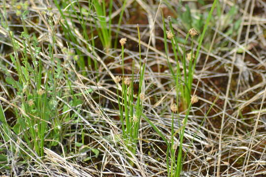 Image of Flat-Stem Spike-Rush