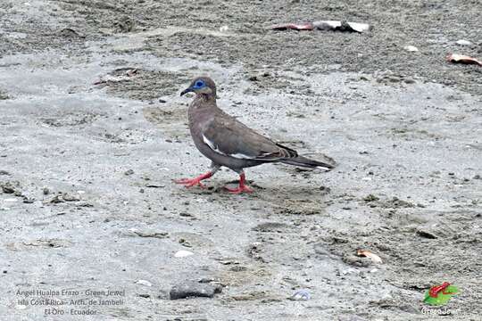 Image of West Peruvian Dove