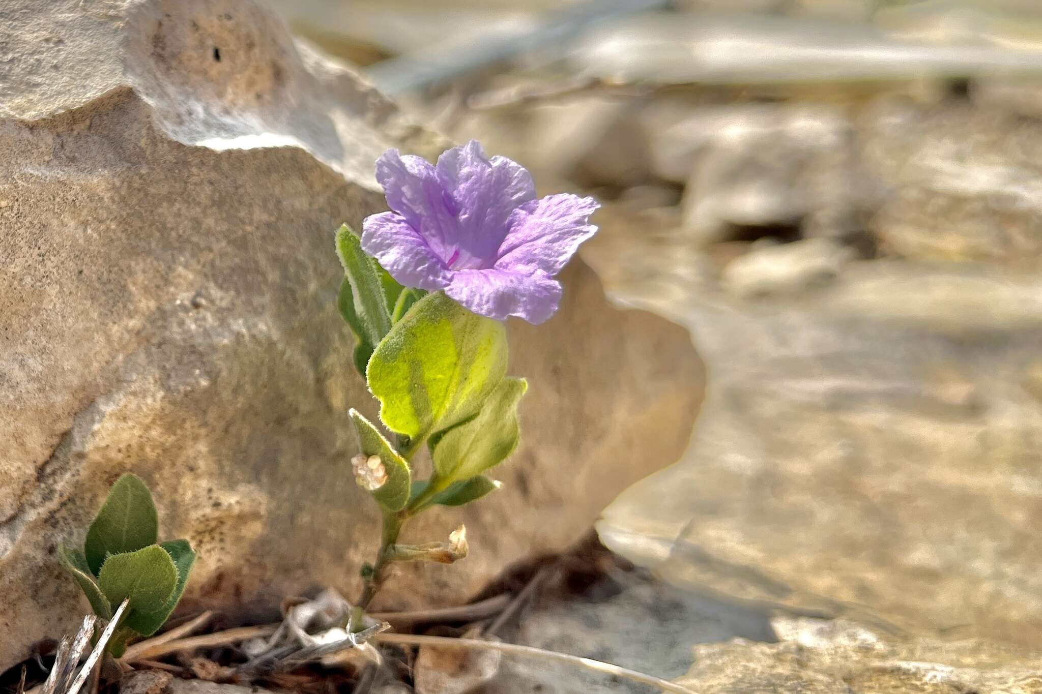 Image of Parry's wild petunia