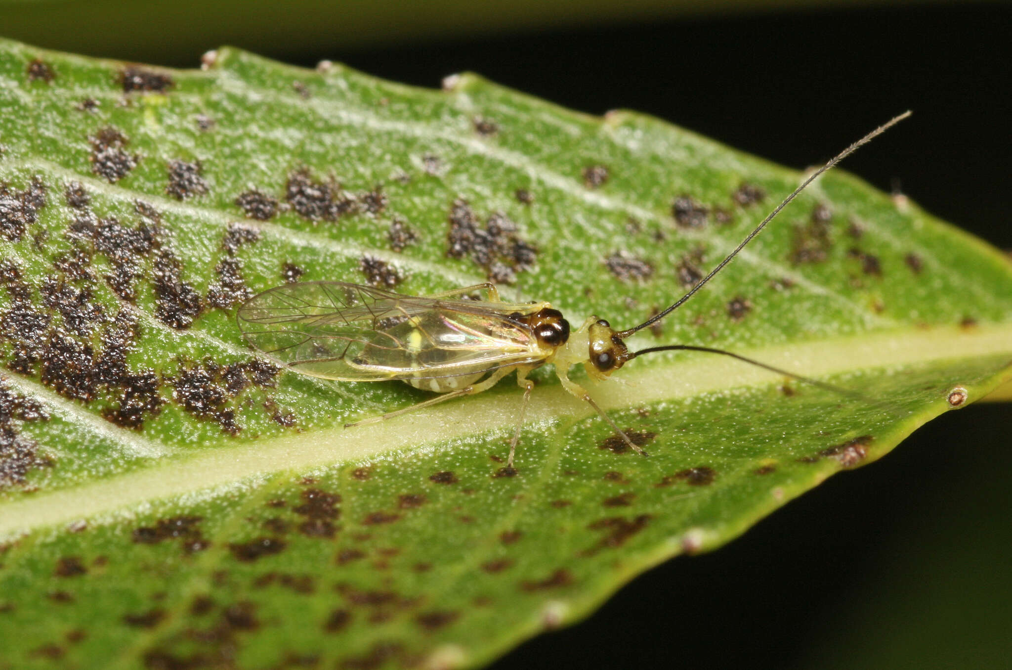 Stenopsocus stigmaticus (Imhoff & Labram 1842) resmi