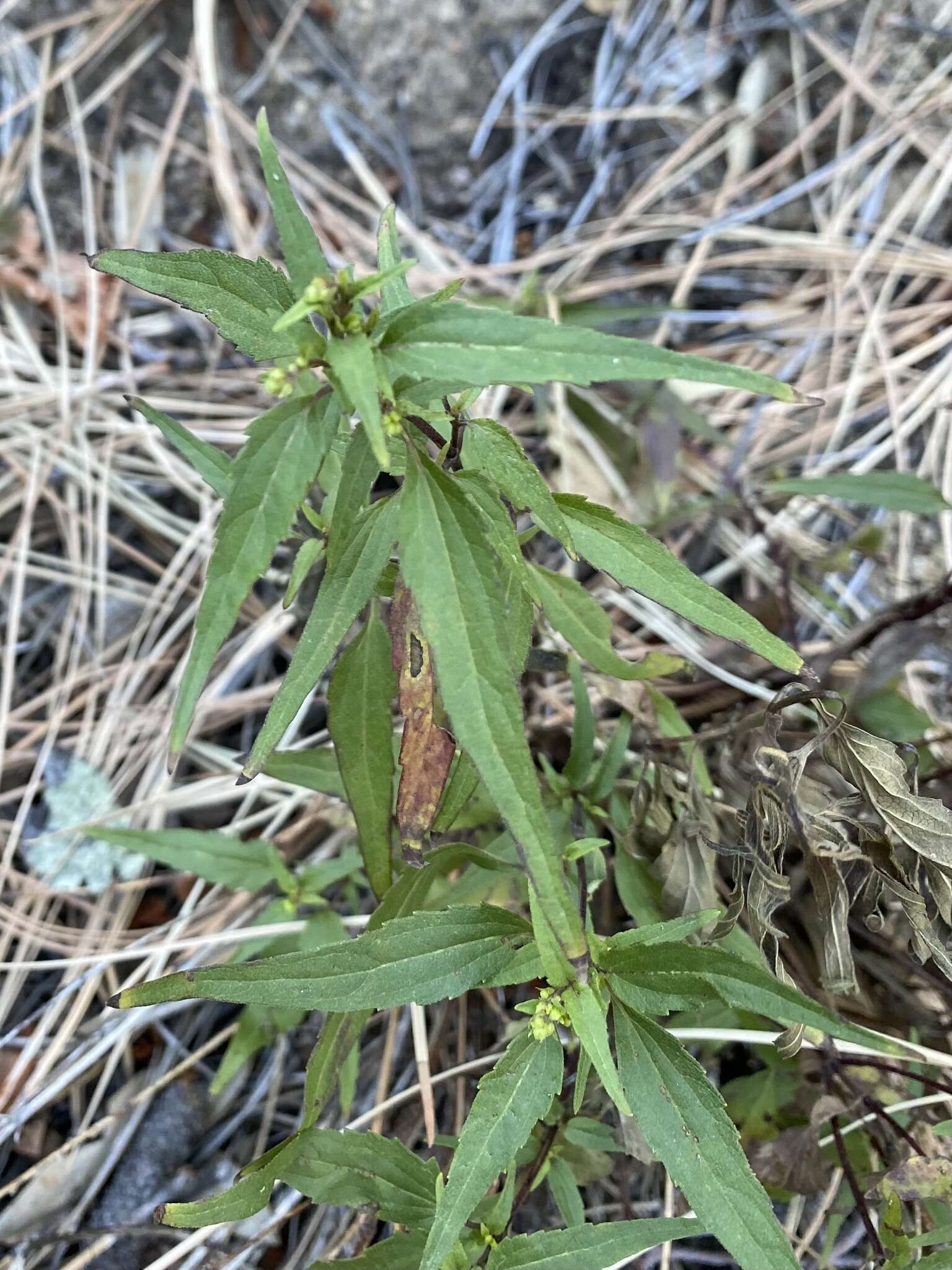 Image of Santa Rita snakeroot