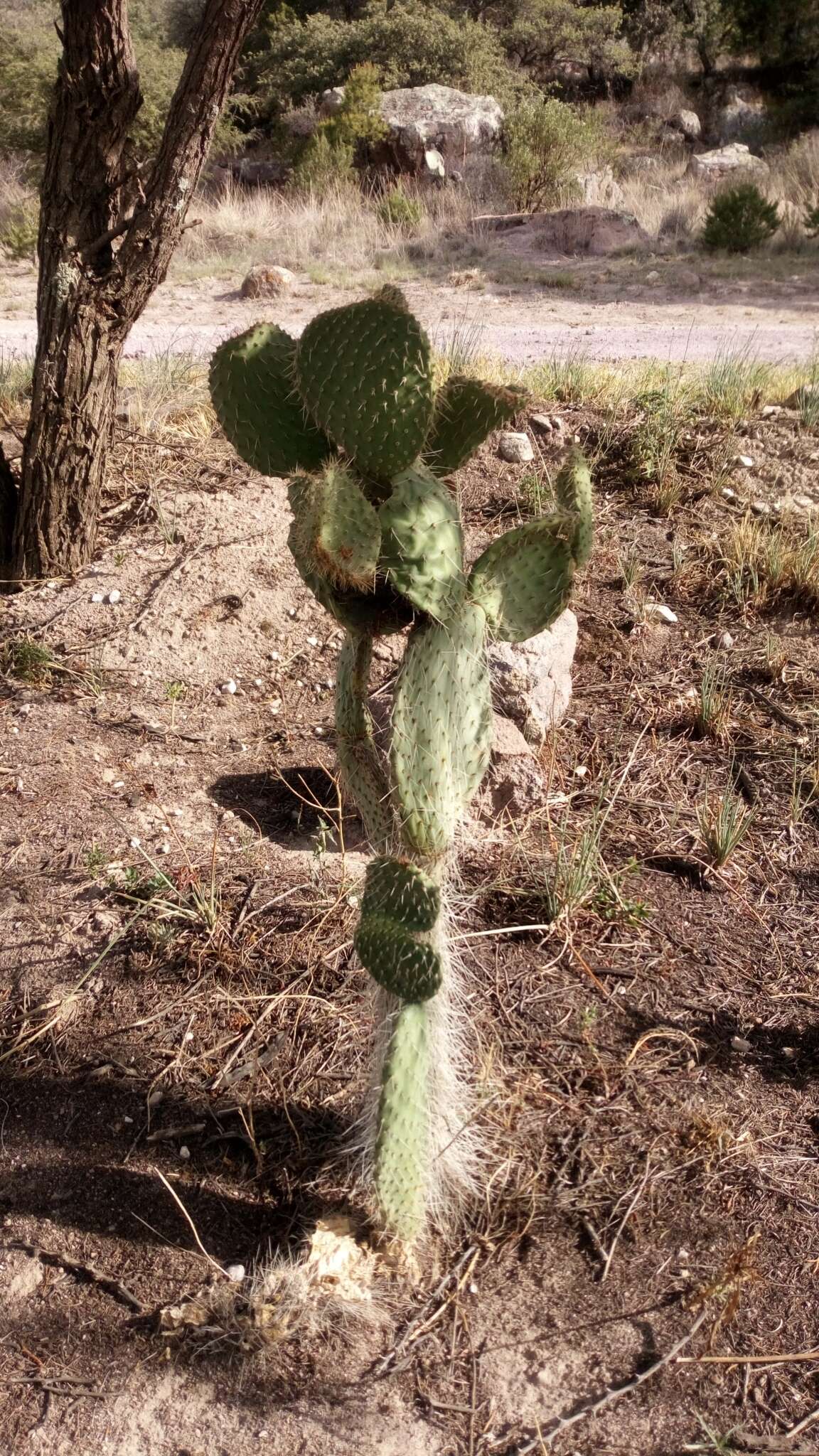 Image of Arborescent Pricklypear