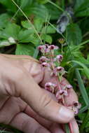 Image of liverleaf wintergreen