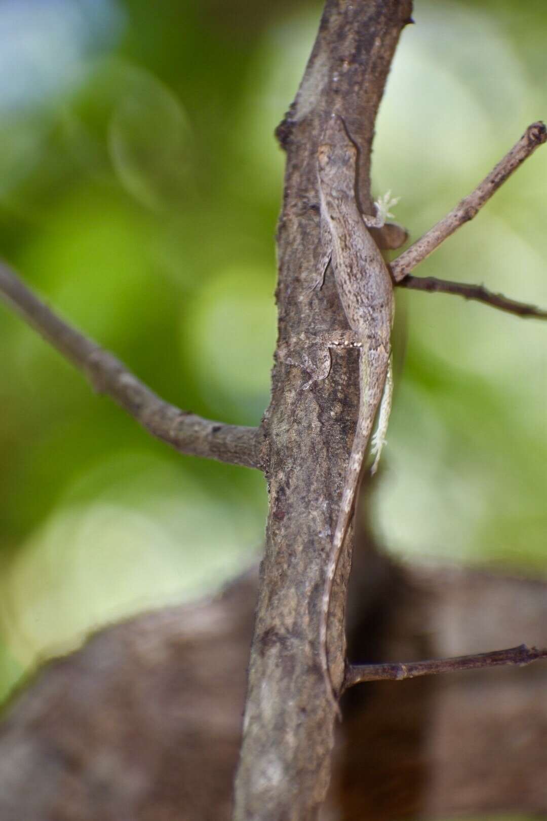 Imagem de Anolis angusticeps Hallowell 1856