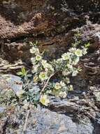 Image of Leptospermum macrocarpum (Maiden & Betche) J. Thompson