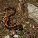 Image of Shikoku clawed salamander; Shikoku-hakone-sanshou-uwo