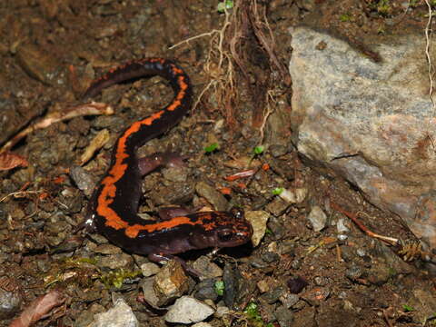 Image of Shikoku clawed salamander; Shikoku-hakone-sanshou-uwo