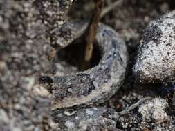 Image of Haitian Curlytail Lizard