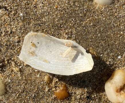 Image of Atlantic mud piddock