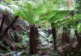 Image of Australian Tree Fern