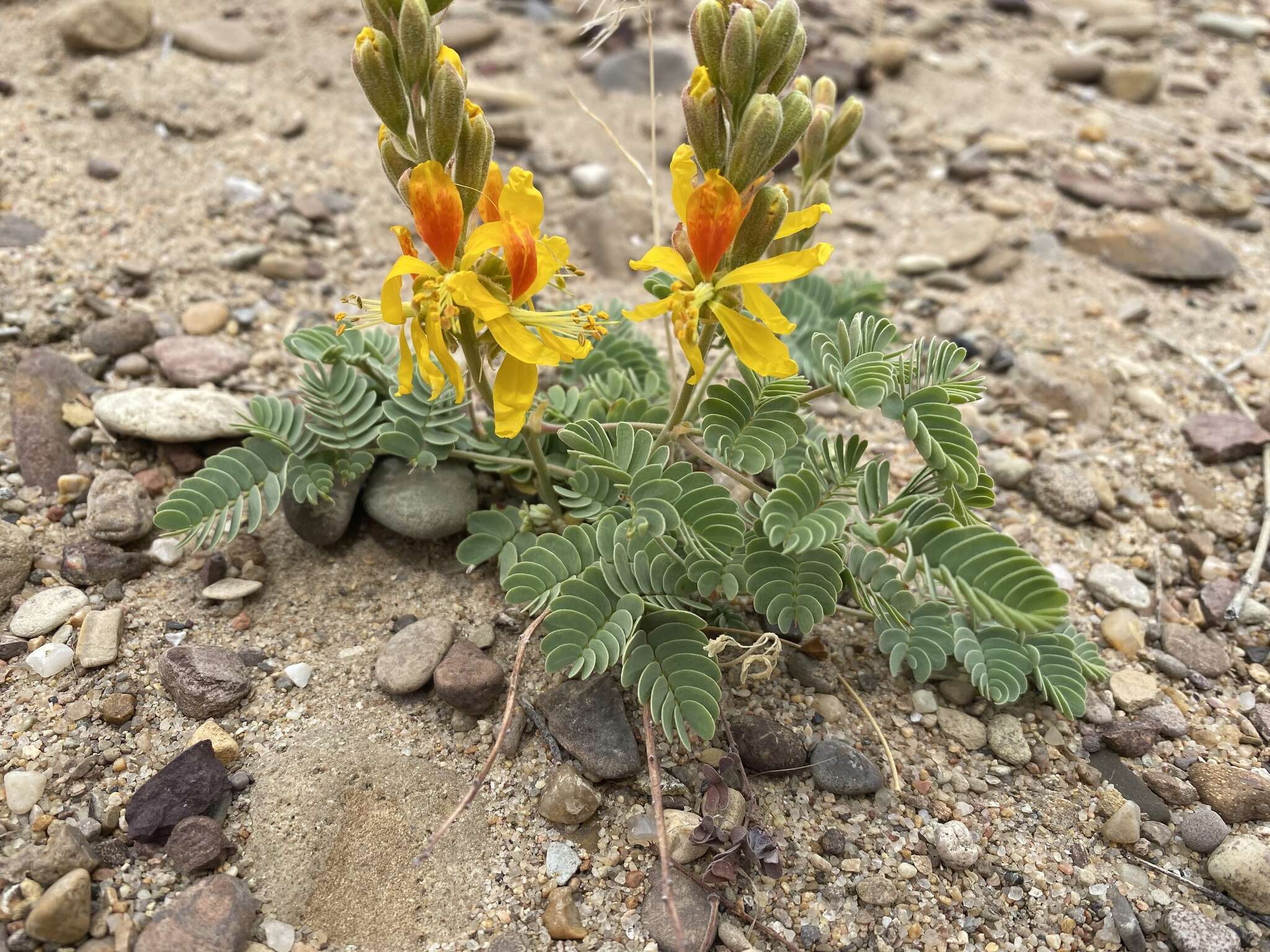 Plancia ëd Hoffmannseggia repens (Eastw.) Cockerell