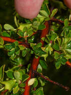 Escallonia myrtilloides L. fil. resmi