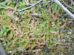 Image of Toothed-leaved Clubmoss