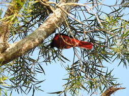 Image of Maroon Oriole