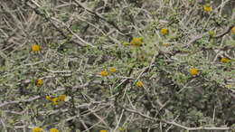 Image of Vachellia flava (Forssk.) Kyal. & Boatwr.