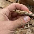 Image of Lawrence’s Girdled Lizard