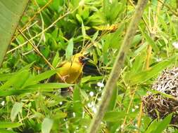 Image of Northern Brown-throated Weaver