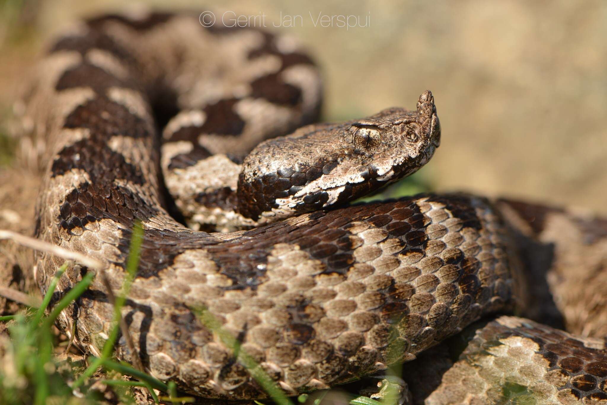 صورة Vipera ammodytes montandoni Boulenger 1904