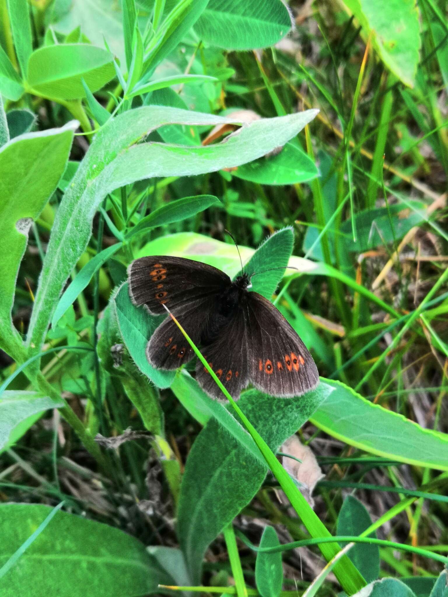 Image of Almond-eyed Ringlet