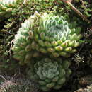 Image of <i>Echeveria <i>setosa</i></i> var. setosa