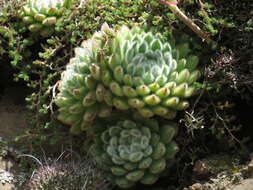 Image of <i>Echeveria <i>setosa</i></i> var. setosa