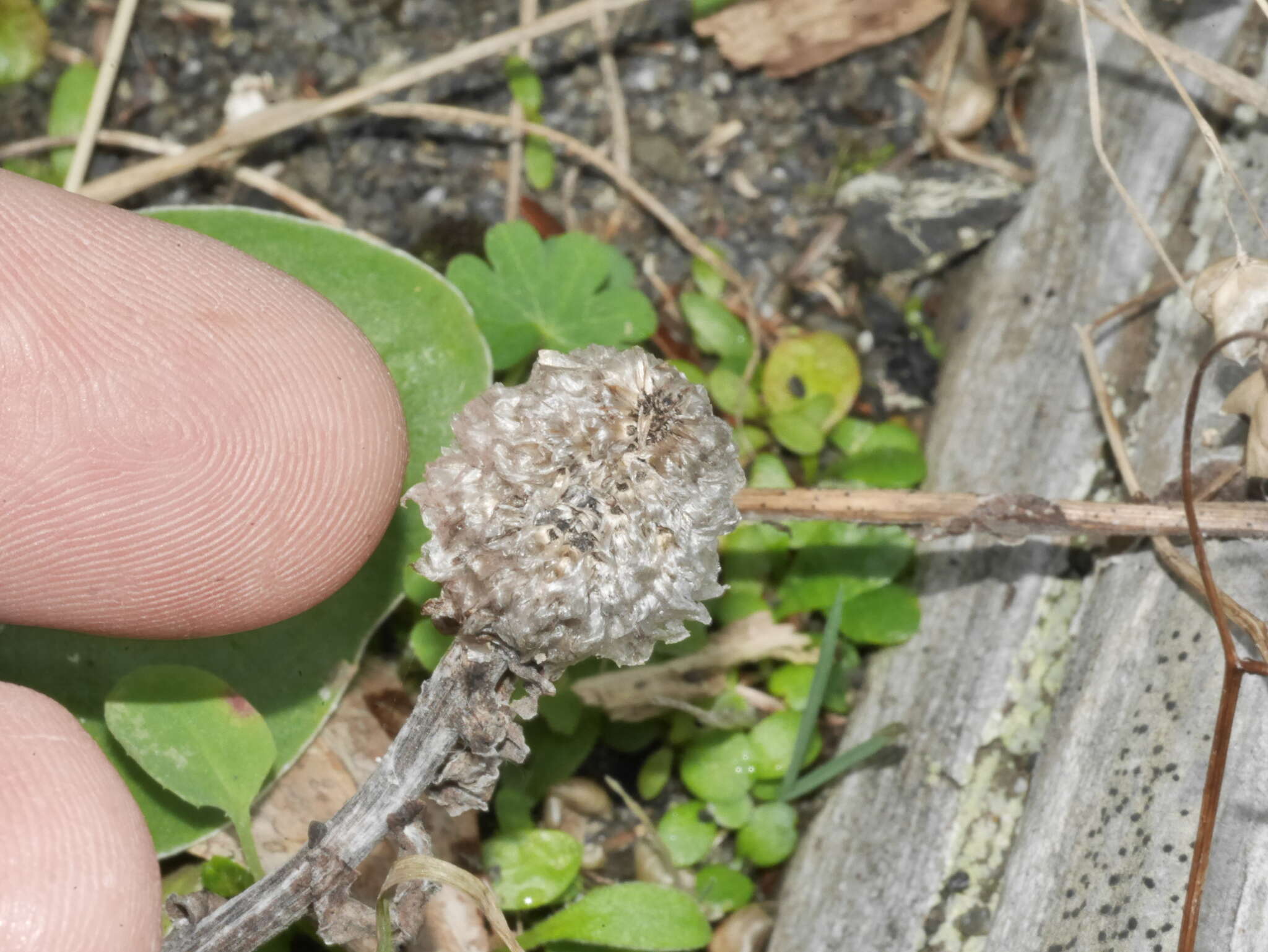 Image of Craspedia uniflora var. grandis Allan