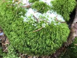 Plancia ëd Paraleucobryum longifolium Loeske 1908