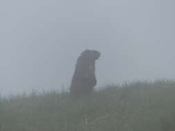 Image of Olympic Marmot