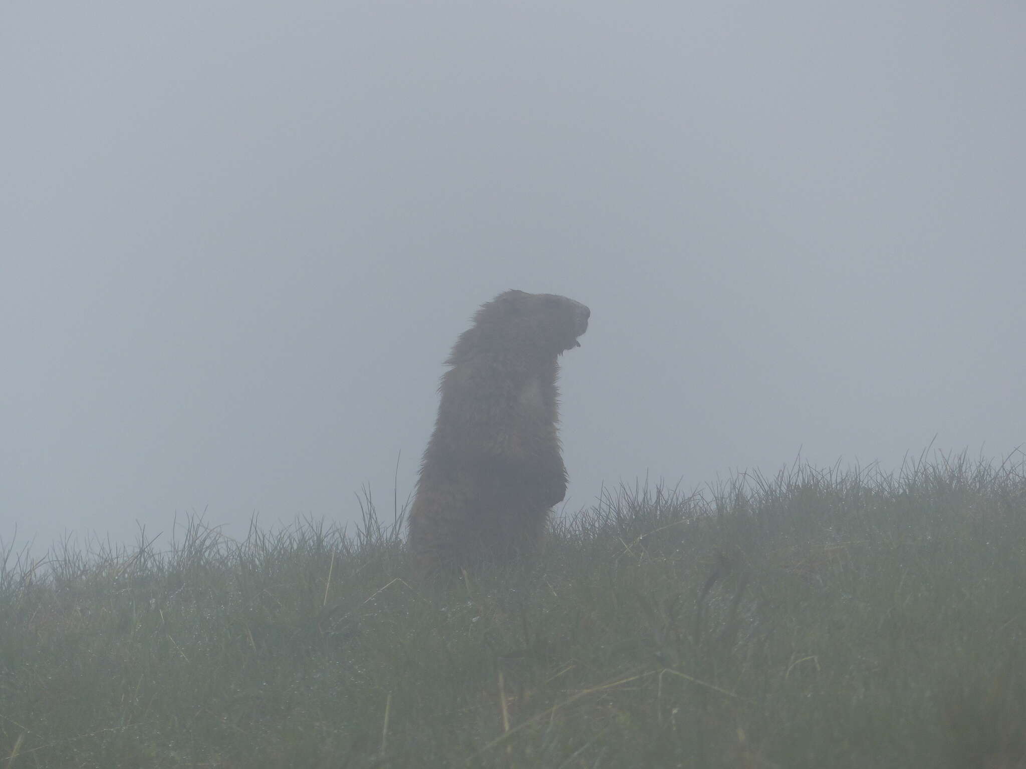 Image of Olympic Marmot