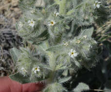 Image de Oreocarya thyrsiflora Greene