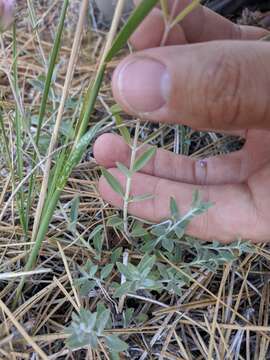 Image de Monardella linoides subsp. oblonga (Greene) Abrams