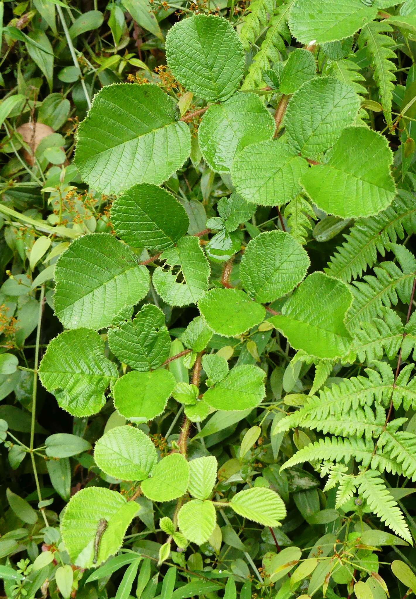 Sivun Rubus ellipticus Smith kuva