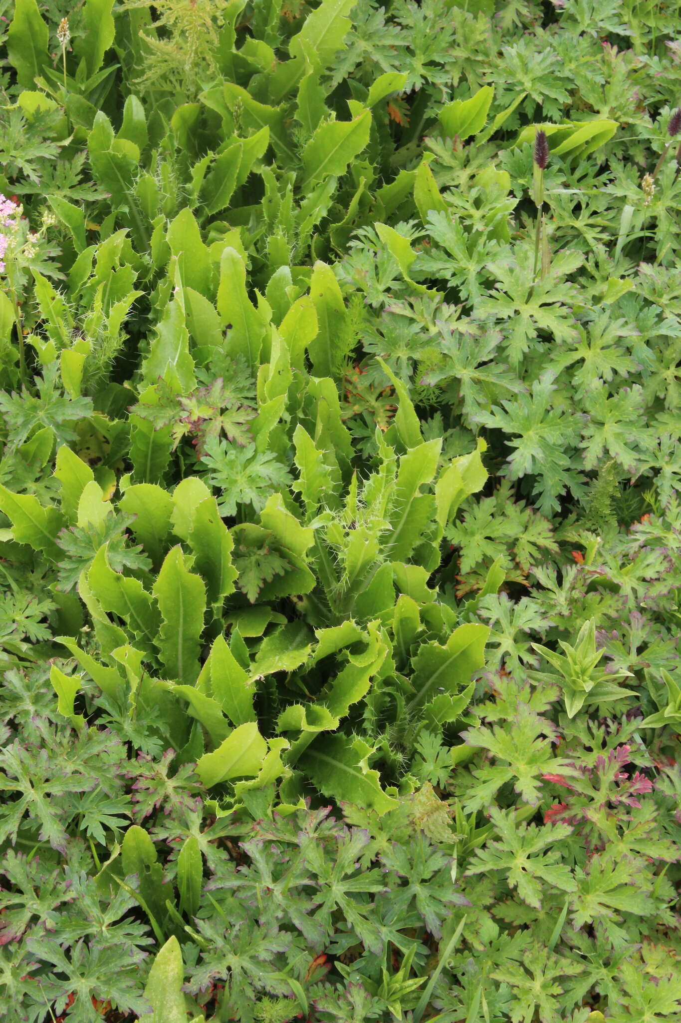 Imagem de Cirsium simplex C. A. Mey.