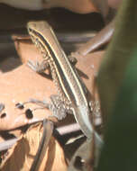 Image of Four-lined Ameiva