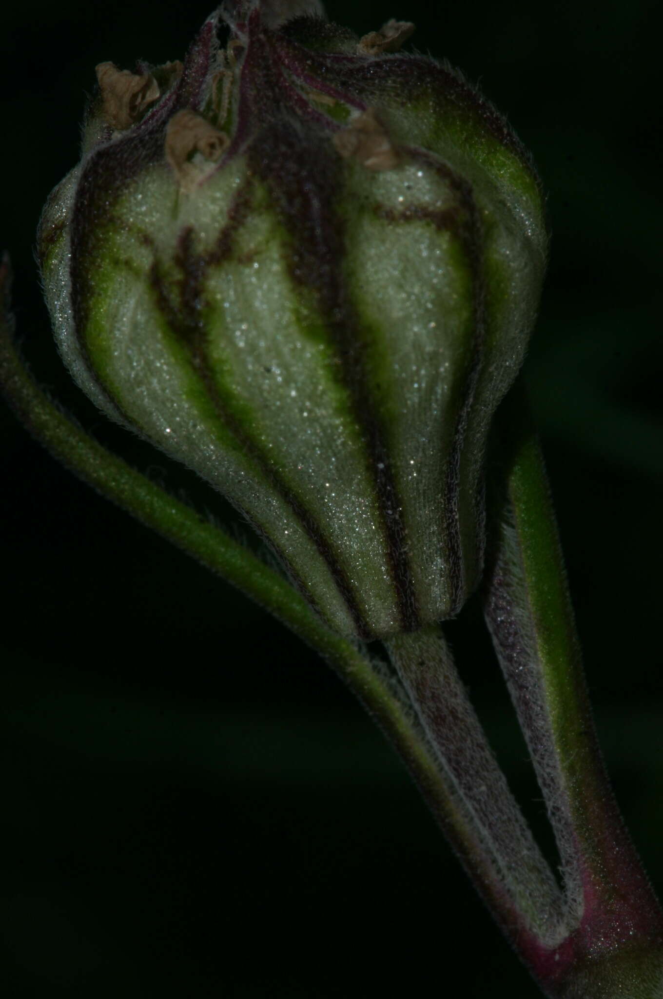 Image of Silene secundiflora Otth