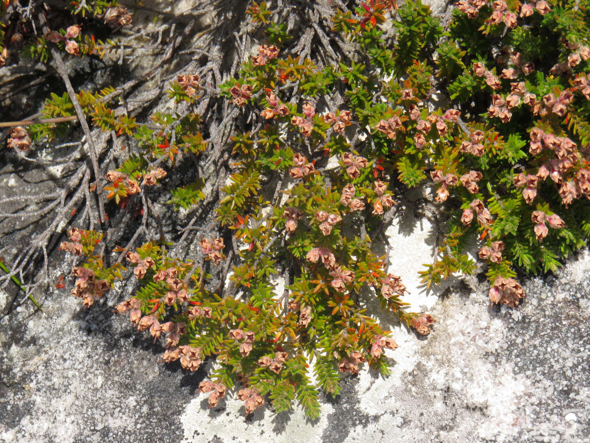 Image of Erica diosmifolia Salisb.