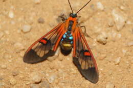 Image of Cosmosoma teuthras Walker 1854