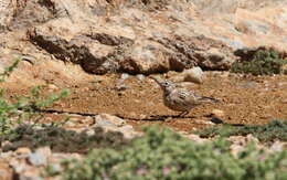 Image of Sclater's Lark