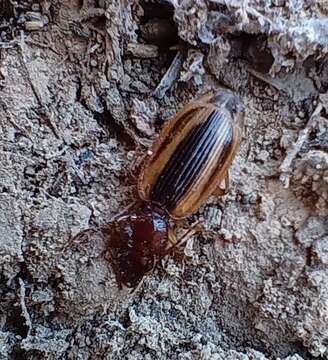 Image of Cymindis (Cymindis) lineola L. Dufour 1820