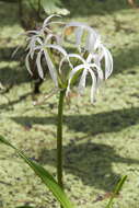 Image de Crinum americanum L.