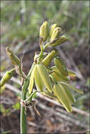 Image de Albuca fragrans Jacq.