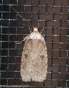 Image of Agonopterix canadensis Busck 1902