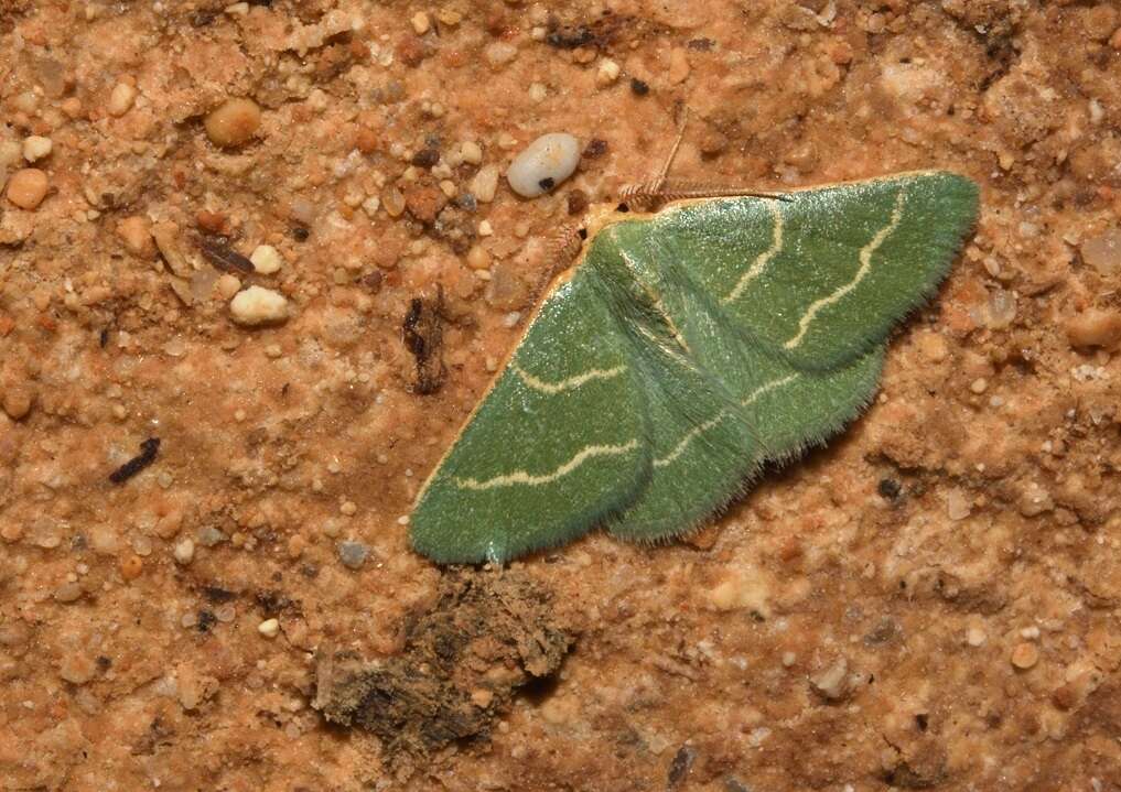 Image of Microloxia herbaria Hübner 1808