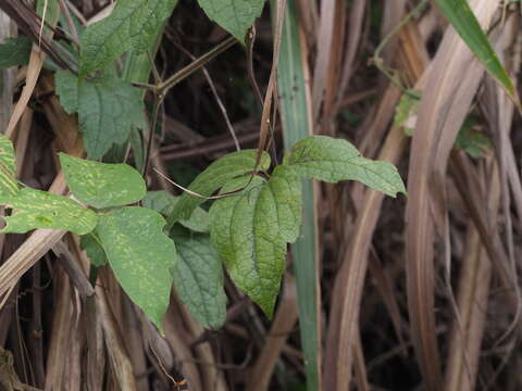 Imagem de Clematis leschenaultiana DC.