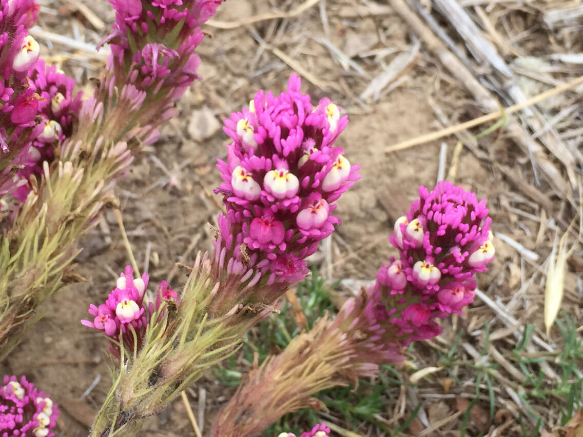 Image of exserted Indian paintbrush