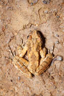 Image of Caucasian Parsley Frog