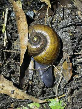 Image of Powelliphanta traversi (Powell 1930)